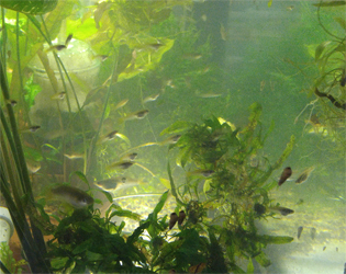Is It Safe To Soften Aquarium Water Using Peat Moss? - Good Fish