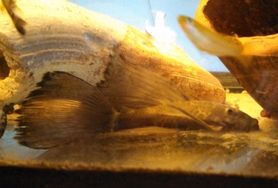 Greg's Aquarium: Pleco cleaning the glass